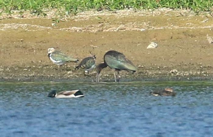 Adult Glossy Ibis, Daventry CP, 28th September 2016 (Bob Bullock)