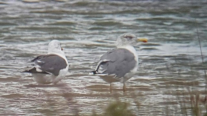 Putative 'Azorean' Gull, Stanwick GP, 2nd September 2016 (Steve Fisher)