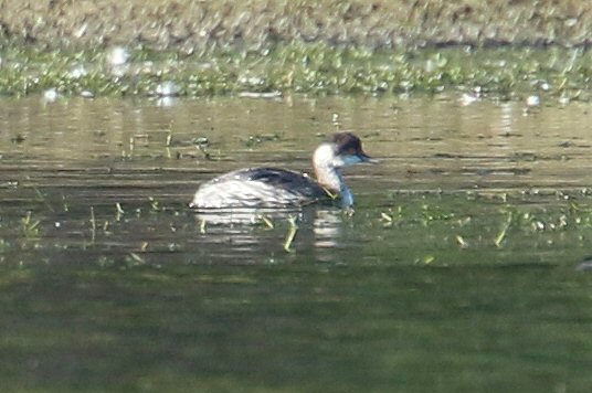 Black-necked Grebe, Daventry CP, 28th September 2016 (Bob Bullock)