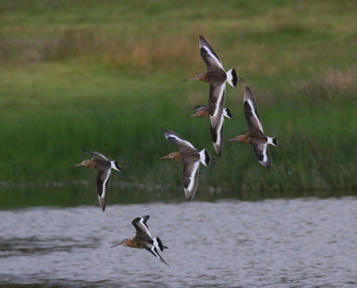 Black-tailed Godwits, Summer Leys LNR, 27th September 2016 (Ricky Sinfield)
