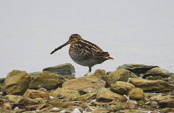 Common Snipe, Pitsford Res, 15th September 2016 (Alan Francis)