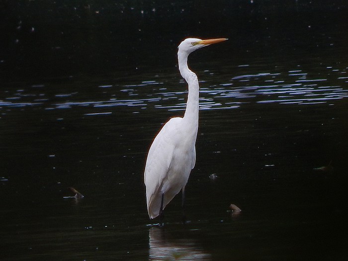 Great White Egret, Deene Lake, 25th September 2016 (James Underwood)