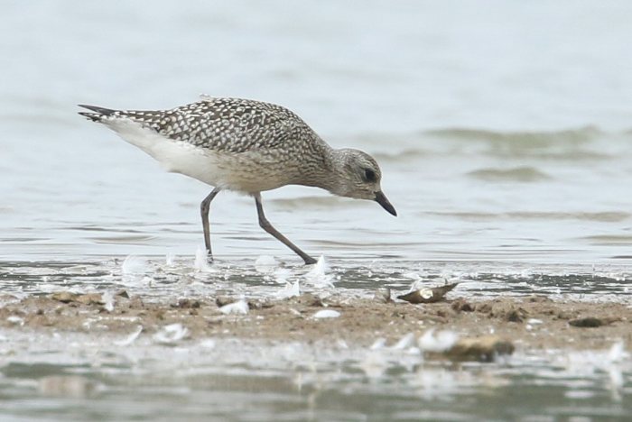 Juvenile Grey Plover, Boddington Res, September 2016 (Bob Bullock)