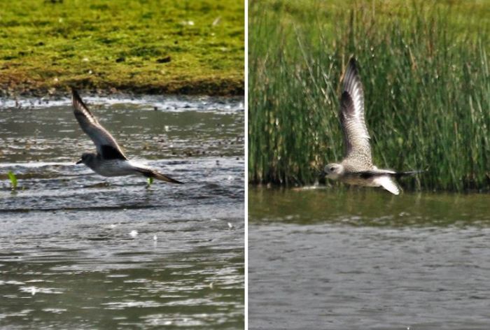 Grey Plover, Summer Leys LNR, 14th September 2016 (Alan Coles)