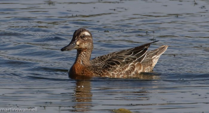 Juvenile drake Garganey, Summer Leys LNR, 14th September 2016 (Martin Swannell)