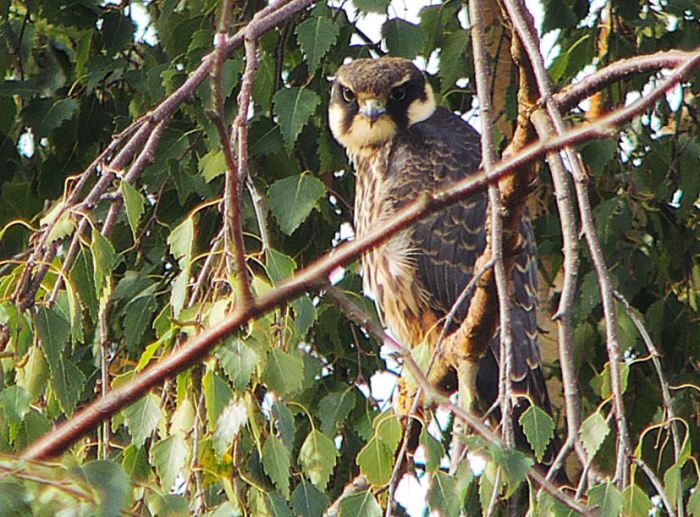 Juvenile Hobby, Stanwick GP, 24th September 2016 (Mike Alibone)