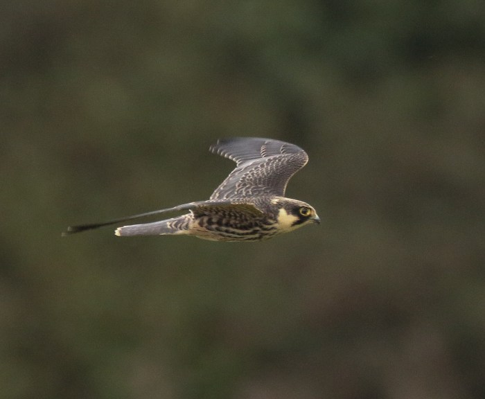 Juvenile Hobby, Summer Leys LNR, 26th September 2016 (Ricky Sinfield)