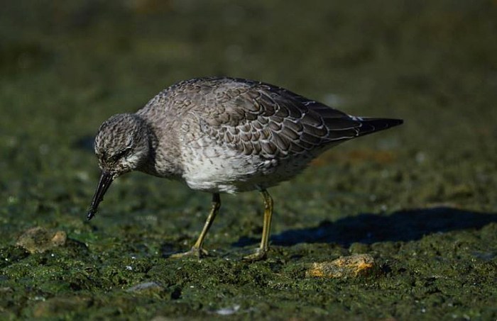 Juvenile Knot, Ravensthorpe Res, 18th September 2016 (Lee Loveridge)