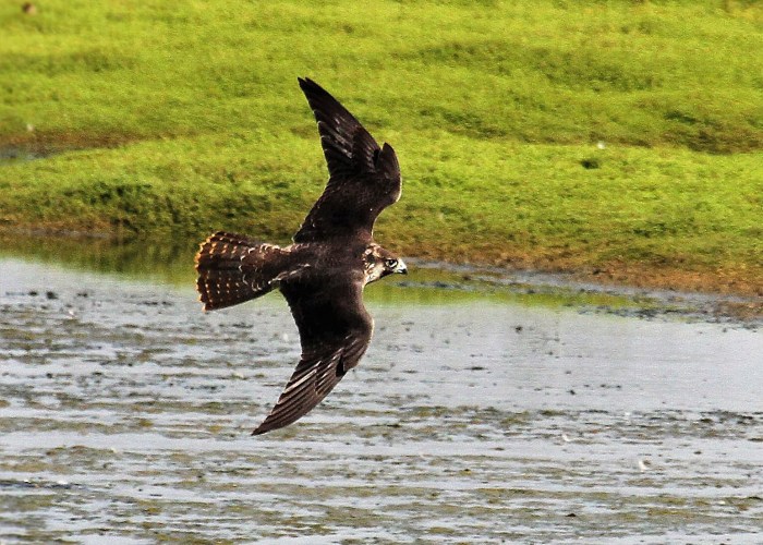 Juvenile Peregrine, Summer Leys LNR, 13th September 2016 (Alan Coles)