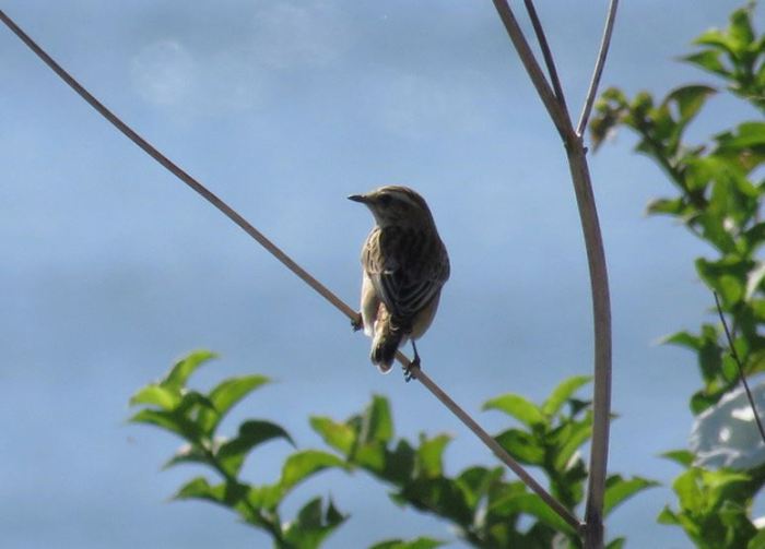 Whinchat, Sywell CP, 8th September 2016 (Alan Francis)
