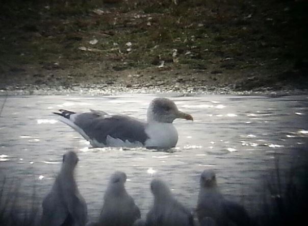 Adult Azorean Gull, Stanwick GP, 10th October 2015 (Steve Fisher)