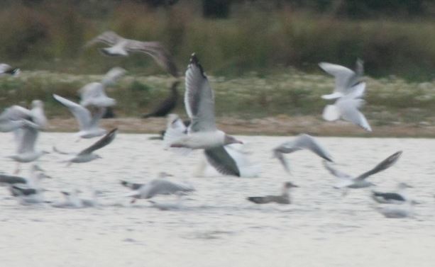 Adult Azorean Gull, Stanwick GP, 27th September 2013 (Martin Elliott)
