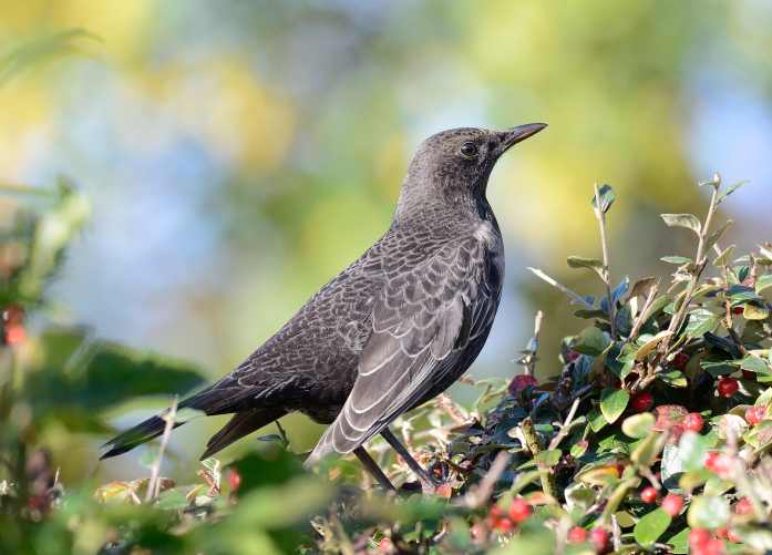 First-winter male male Ring Ouzel, Northampton, 18th October 2016 (David & Sally Irven)