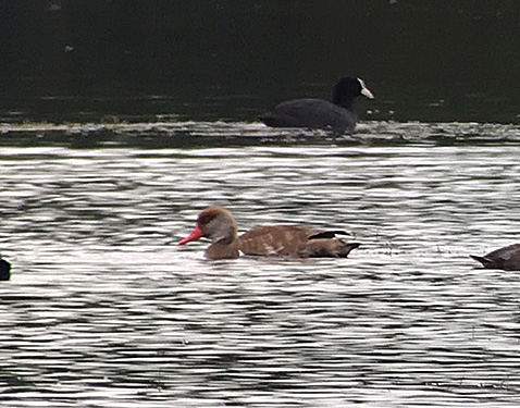 Eclipse drake Red-crested Pochard, Stanford Res, 2nd October 2016 (Chris Hubbard)