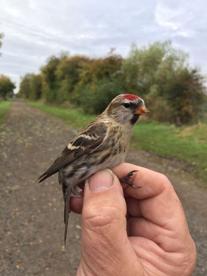 First-winter Mealy Redpoll, Stanford Res, 24th October 2016 (Adam Homer)