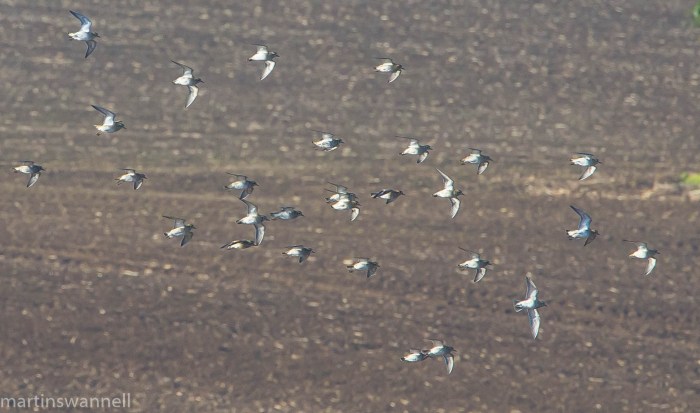 Golden Plovers, Harrington AF, 9th October 2016 (Martin Swannell)