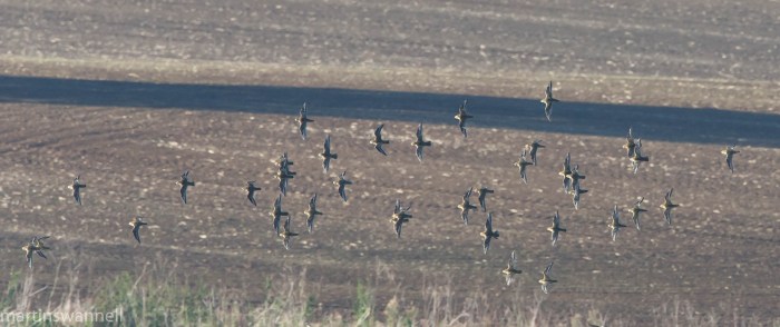 Golden Plovers, Harrington AF, 9th October 2016 (Martin Swannell)