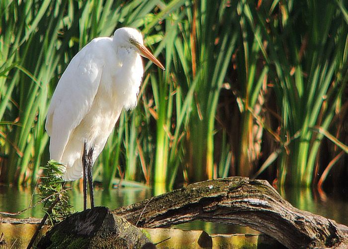 Great White Egret, Deene Lake, 2nd October 2016 (Mike Alibone)