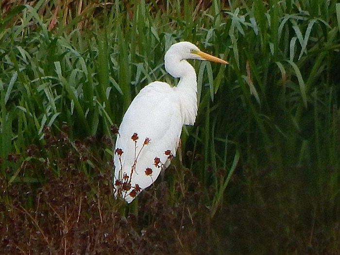 Great White Egret, Deene Lake, 9th October 2016 (James Underwood)
