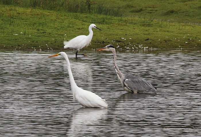 Great White Egret, Summer Leys LNR (Terry Armstrong)