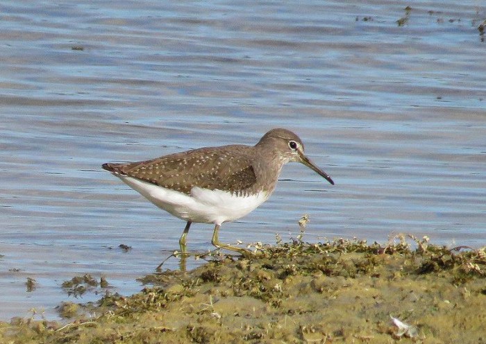 Green Sandpiper, Pitsford Res, 6th October 2016 (Alan Francis)