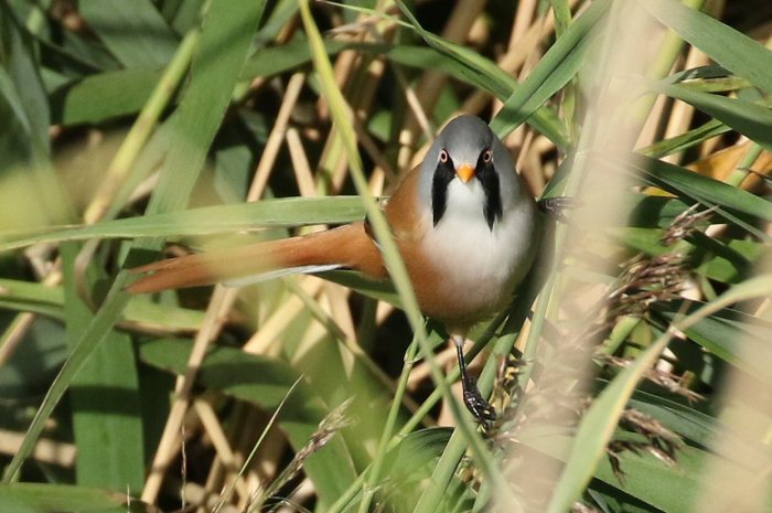 Male Bearded Tit, Stortons GP, 8th October 2016 (Bob Bullock)