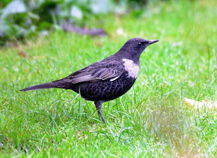 Male Ring Ouzel, Northampton, 16th October 2016 (David & Sally Irven)
