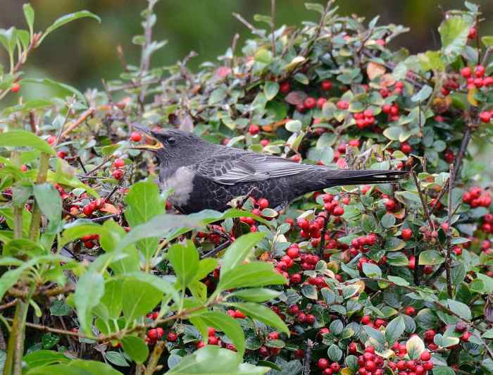 Male Ring Ouzel, Northampton, 16th October 2016 (David & Sally Irven)