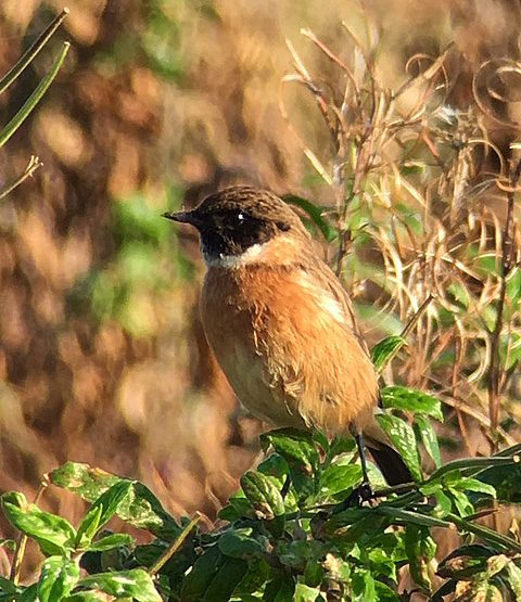 Male Stonechat, Stanford Res, 2nd October 2016 (Chris Hubbard)