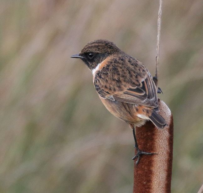 Male Stonechat, Summer Leys LNR, 27th October 2016 (Ricky Sinfield)