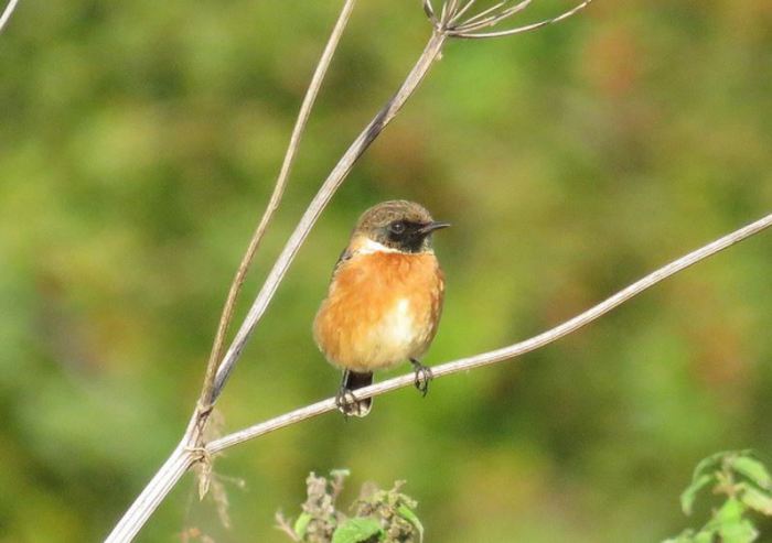 Male Stonechat, Sywell CP, 17th October 2016 (Alan Francis)