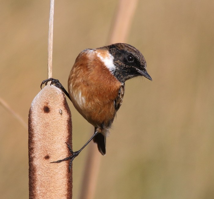 Male Stonechat, Summer Leys LNR, 287th October 2016 (Ricky Sinfield)