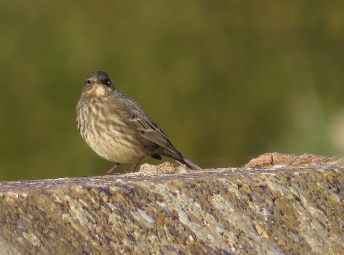 Rock Pipit, Hollowell Res, 3rd October 2016 (Cathy Ryden)