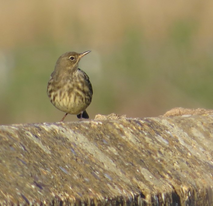 Rock Pipit, Hollowell Res, 3rd October 2016 (Cathy Ryden)