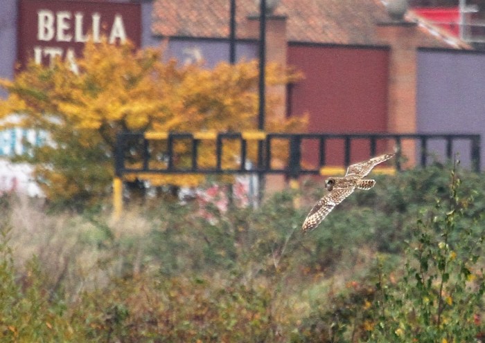 Short-eared Owl, Stortons GP, 26th October 2016 (Alan Coles)