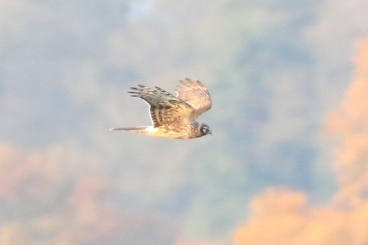 Juvenile male Hen Harrier, Stanford Res, 23rd November 2016 (Bob Bullock)