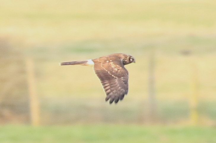 Juvenile male Hen Harrier, Stanford Res, 23rd November 2016 (Bob Bullock)