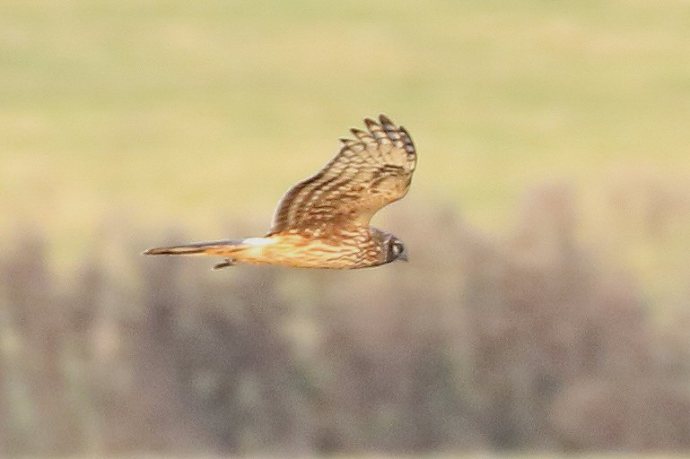 Juvenile male Hen Harrier, Stanford Res, 23rd November 2016 (Bob Bullock)