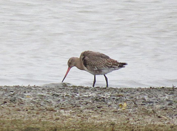 Black-tailed Godwit, Pitsford Res, 20th November 2016 (Adrian Borley). One of three present on this date.