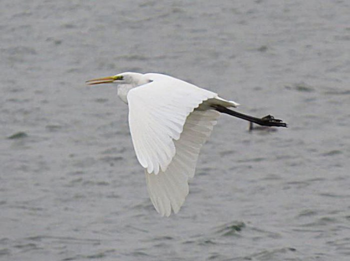Great White Egret, Pitsford Res, 20th November 2016 (Adrian Borley)