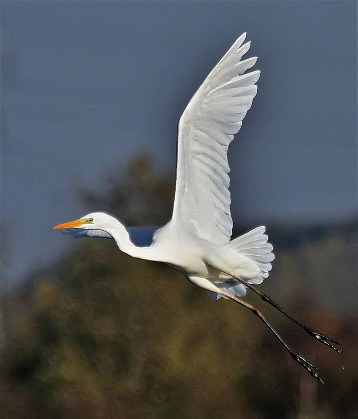 Great White Egret, Summer Leys LNR, 11th November 2016 (Alan Coles)