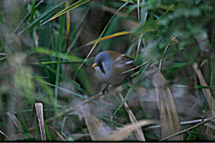 Male Bearded Tit, Stanwick GP, 8th November 2016 (Steve Fisher)