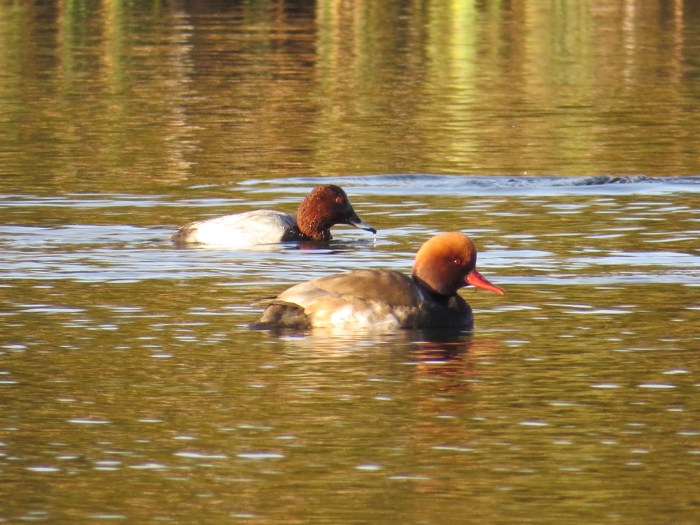 Red-crested Pochard, Ditchford GP, 13th November 2016 (Simon Hales)