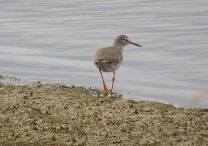 Redshank, Pitsford Res, 16th November 2016 (Alan Francis)