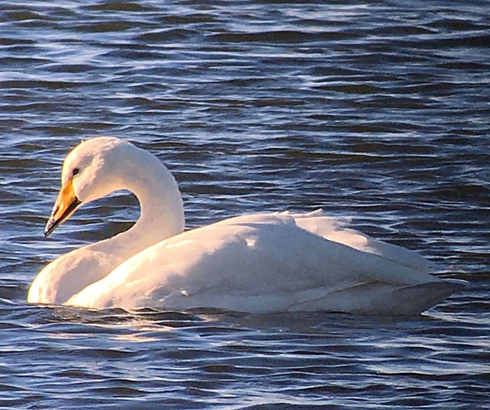 Whooper Swan, Stanford Res, 18th November 2016 (Chris Hubbard)