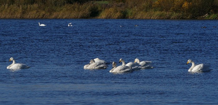 Whooper Swans, Stanford Res, 18th November 2016 (Martin Dove)