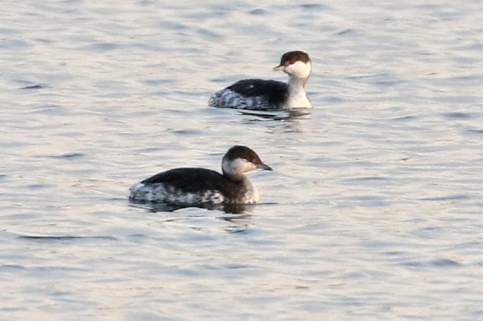 Adult (rear) and first-winter Slavonian Grebes, Clifford Hill GP, 26th November 2016 (Bob Bullock)