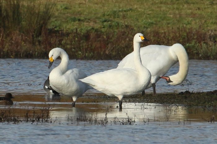 Adult Bewick's Swans, Summer Leys LNR, 26th November 2016 (Bob Bullock)