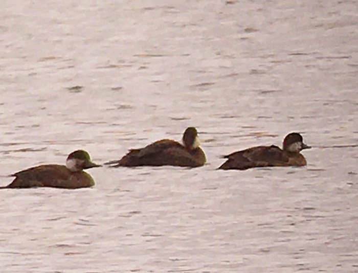 Common Scoters, Stanford Res, 26th November 2016 (Chris Hubbard)