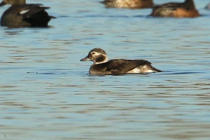 Female Long-tailed Duck, Earls Barton GP, 29th November 2016 (Bob Bullock)